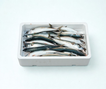 Boston Mackerel