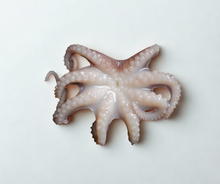 Whole Portuguese Octopus