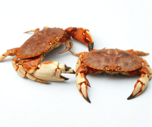 Live Jonah Crab