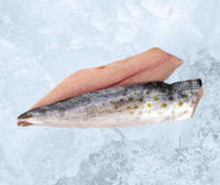 Frozen Atlantic Spanish Mackerel Fillets