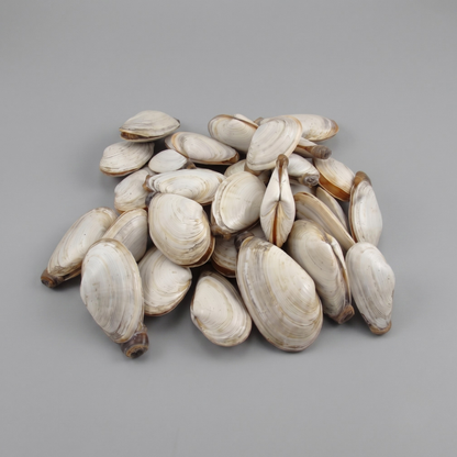 Steamers (Soft Shell Clams) - In Shell 2 Lb