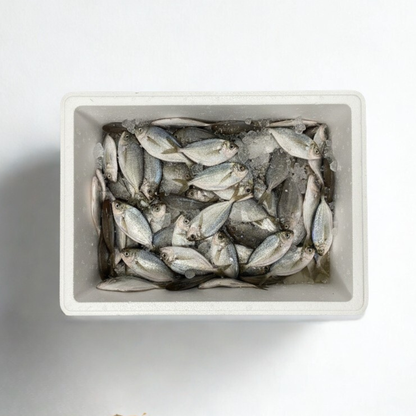 Bulk Fresh Butterfish - Whole 10 Lb