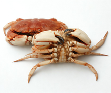 Live Jonah Crab