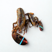 Discounted Lobsters (Cull Lobsters) - 5 Lb