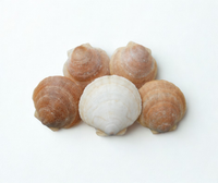 Live Scallops (Hotate)