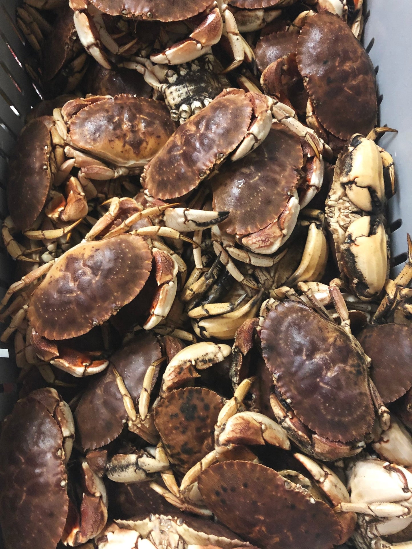 Live Jonah Crab