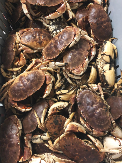 Live Jonah Crab