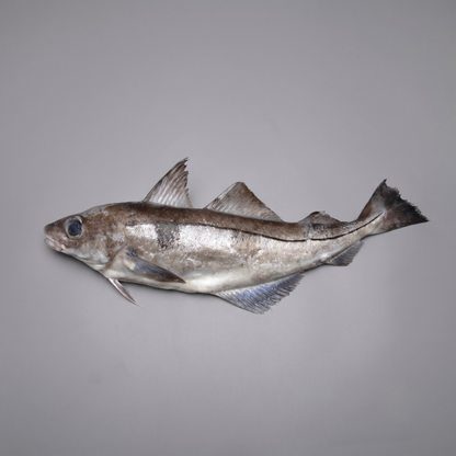 Whole Haddock - Fresh 4 Lb