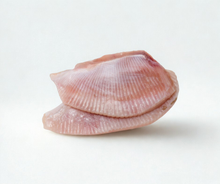 Filetes de ala de raya congelados