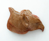 新鲜新鲜鳐鱼翅