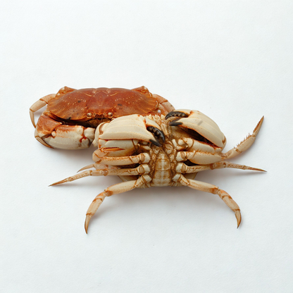 Cangrejo Jonás vivo