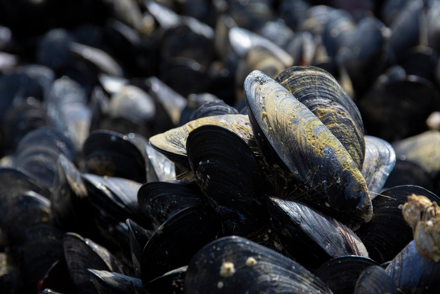 Wild Mussels