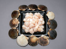 Carne fresca de vieira de la bahía de Nantucket 