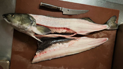Frozen Wild Black Cod (Sablefish)