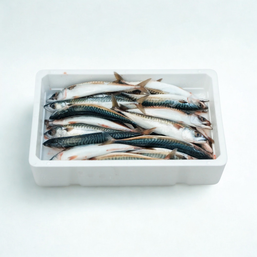 Fresh Boston Mackerel Whole | Sashimi Grade, 0.7-1 lb | Intershell ...