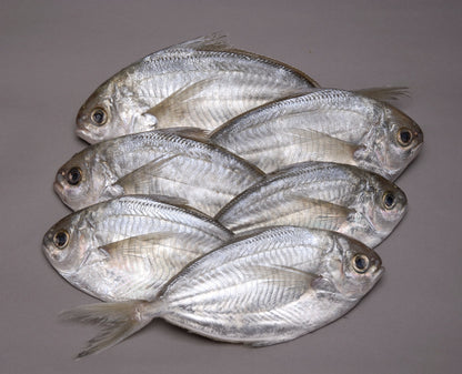 Bulk Fresh Butterfish - Whole 10 Lb