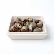 Bulk Northern Moon Snail - 10 Lb