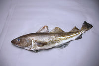 Fresh Whole Large Atlantic Cod