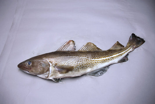 Fresh Atlantic Cod Fillets