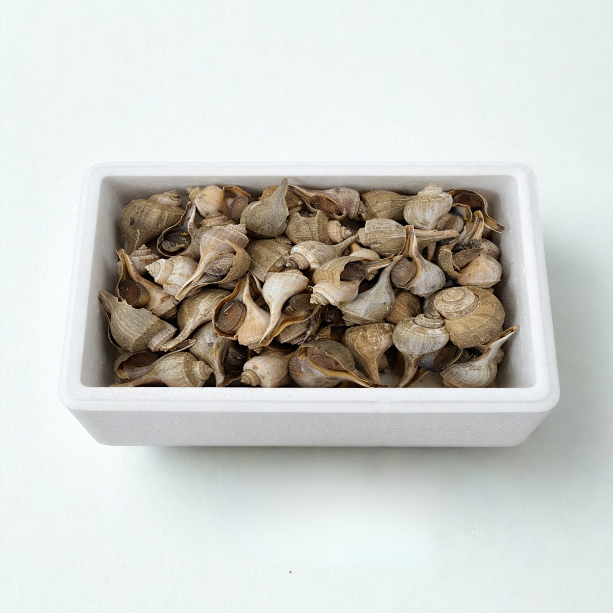 Bulk Channel Whelk (Smooth Conch) 10 Lb Unit Wholesale – Intershell Seafood
