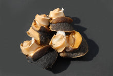 Live Northern Moon Snail