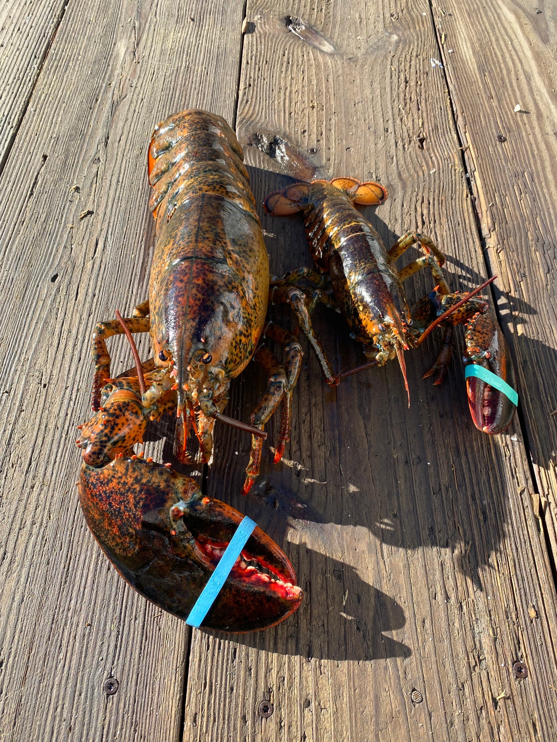 Cull_Lobsters with one claw