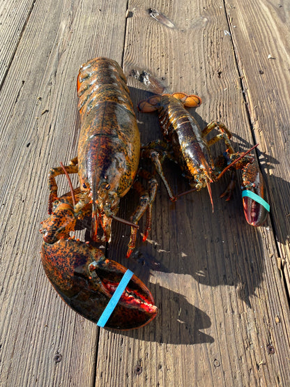 Cull_Lobsters with one claw
