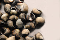 Live Periwinkles (Babbalucci)