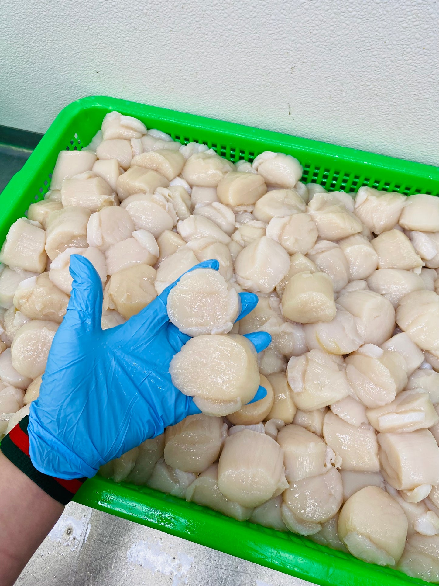 Fresh Atlantic Scallop Meat