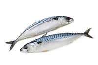 Boston Mackerel - Frozen Whole