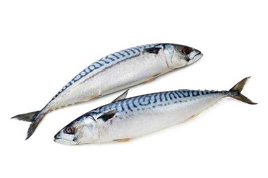Frozen North Atlantic Boston Mackerel