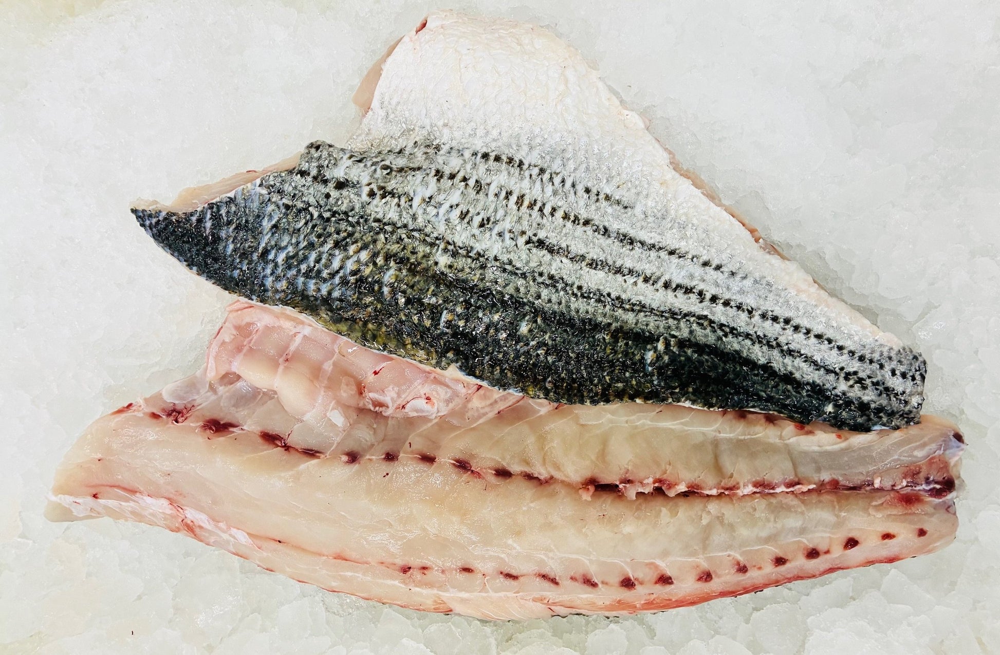 Fresh MA Wild Striped Bass Fillet