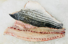 Fresh MA Wild Striped Bass Fillet