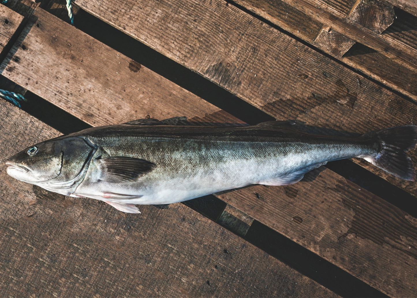 Frozen Wild Black Cod (Sablefish)