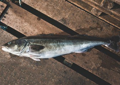 Frozen Wild Black Cod (Sablefish)