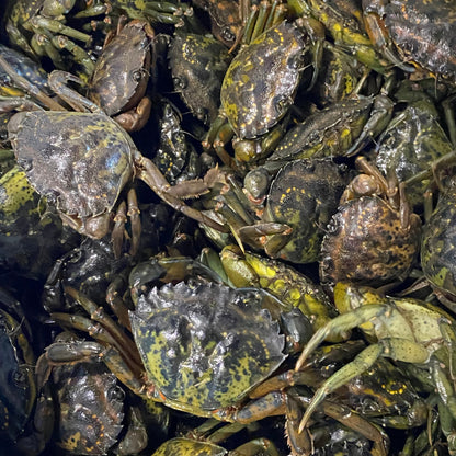 live green crabs