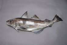 Fresh Whole Haddock