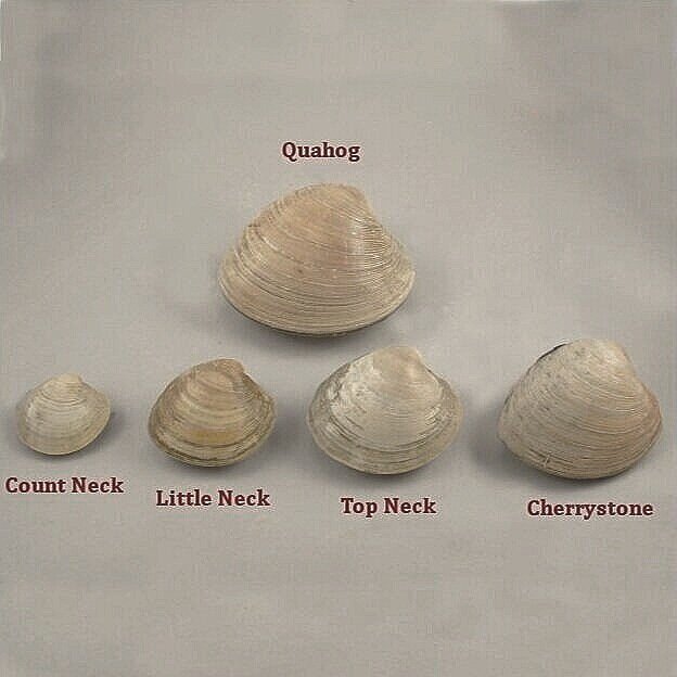 Hardshell Clams