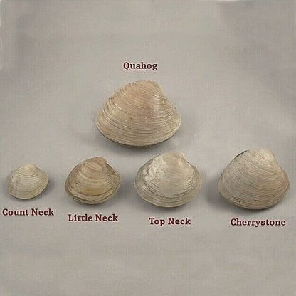 Hardshell Clams