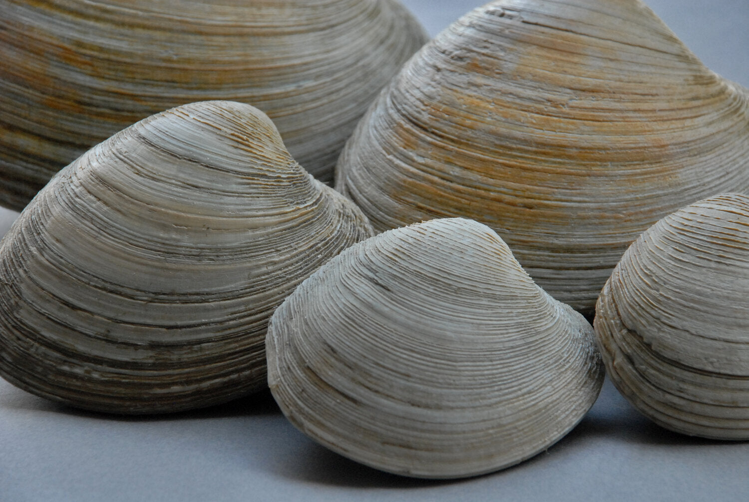 Fresh Hardshell Clams by Size | Little Necks, Cherrystones |Intershell ...