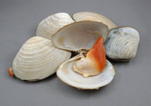 Hokkigai - Arctic Surf Clam