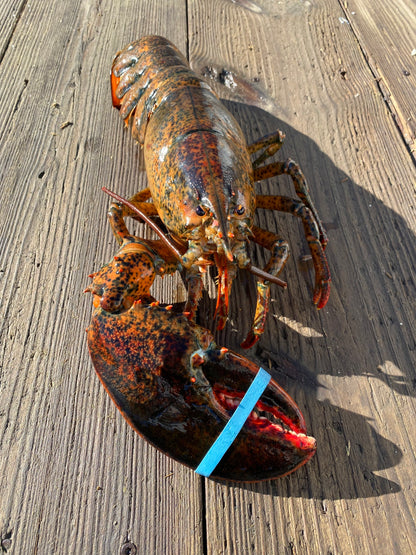 Discounted Lobsters (Cull Lobsters)