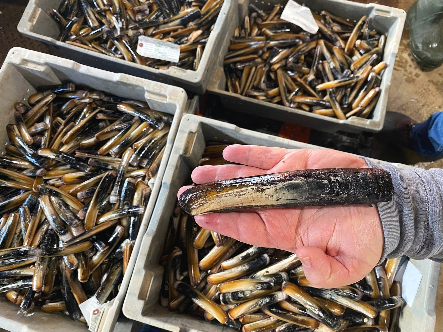 Atlantic Razor Clams