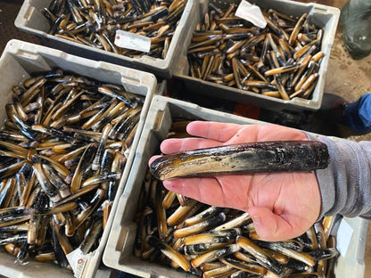 Atlantic Razor Clams