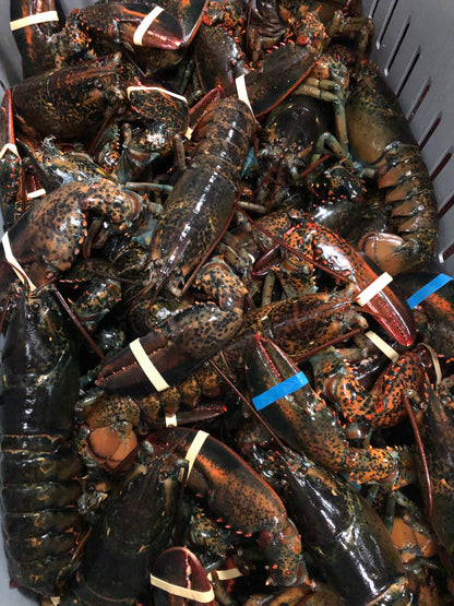 Langostas vivas