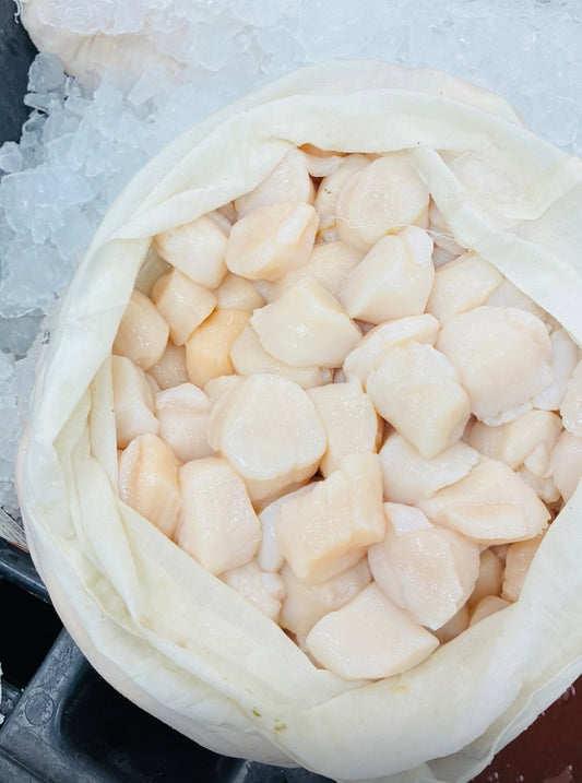 Fresh Atlantic Scallop Meat