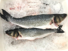 Frozen Branzini (Branzino) Fillets