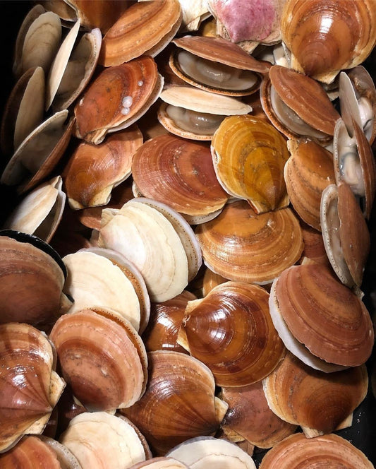 Vieiras vivas del Atlántico Norte (Hotate)