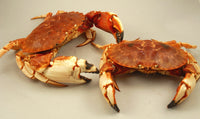 Live Jonah Crab