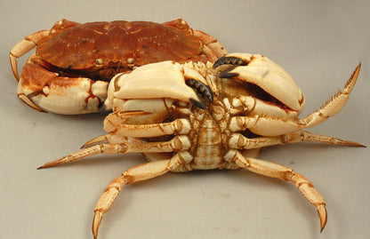 Live Jonah Crab